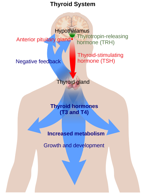 The anterior pituitary stimulates the thyroid gland to release thyroid hormones T3 and T4. Increasing levels of these hormones in the blood result in feedback to the hypothalamus and anterior pituitary to inhibit further signaling to the thyroid gland. (credit: modification of work by Mikael Häggström)