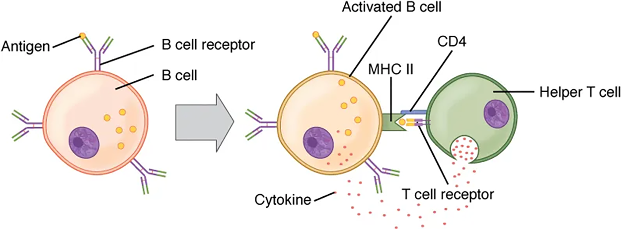 T and B Cell Binding—To elicit a response to a T cell-dependent antigen, the B and T cells must come close together. To become fully activated, the B cell must receive two signals, one from the native antigen and the other from the T cell’s cytokines.
