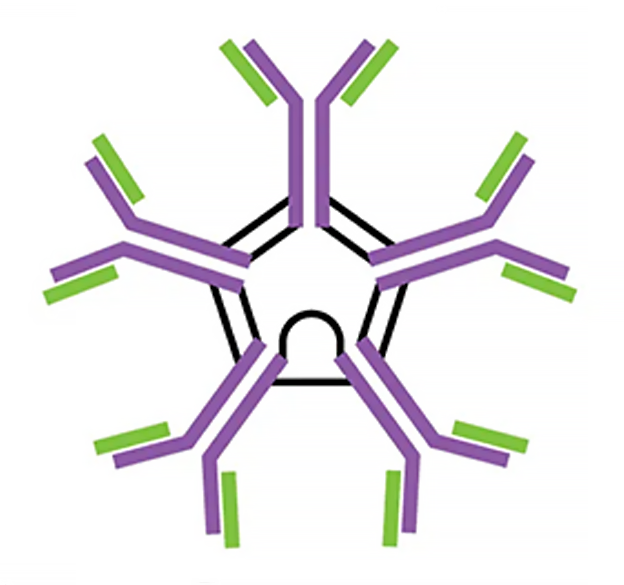 IgM pentamer illustration.