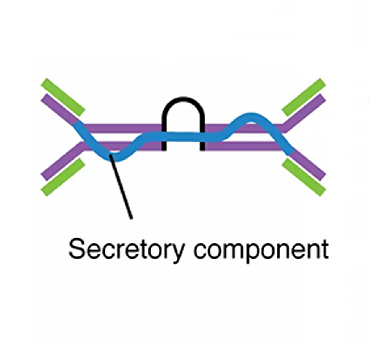 Secretory IgA dimer illustration.