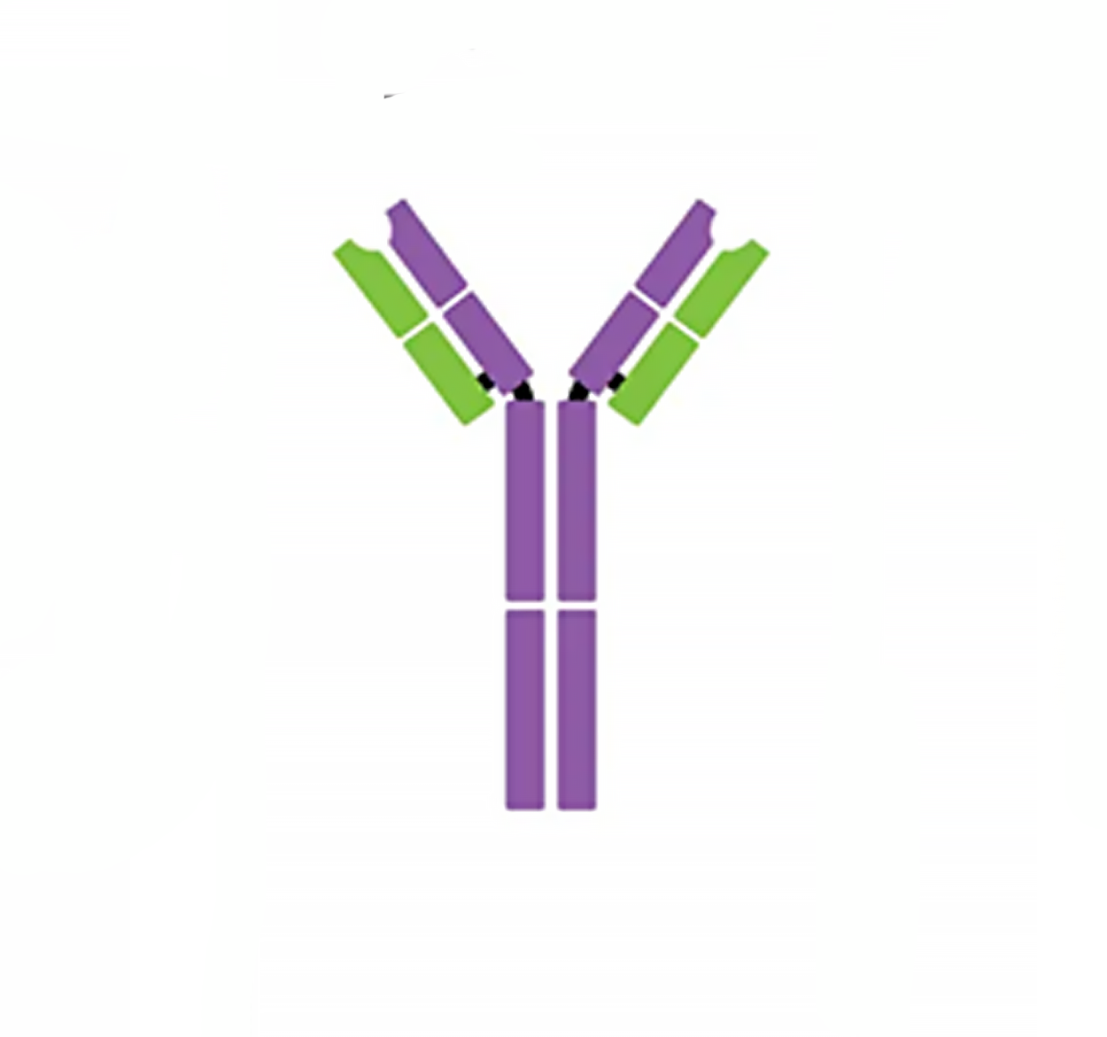 IgE monomer illustration.