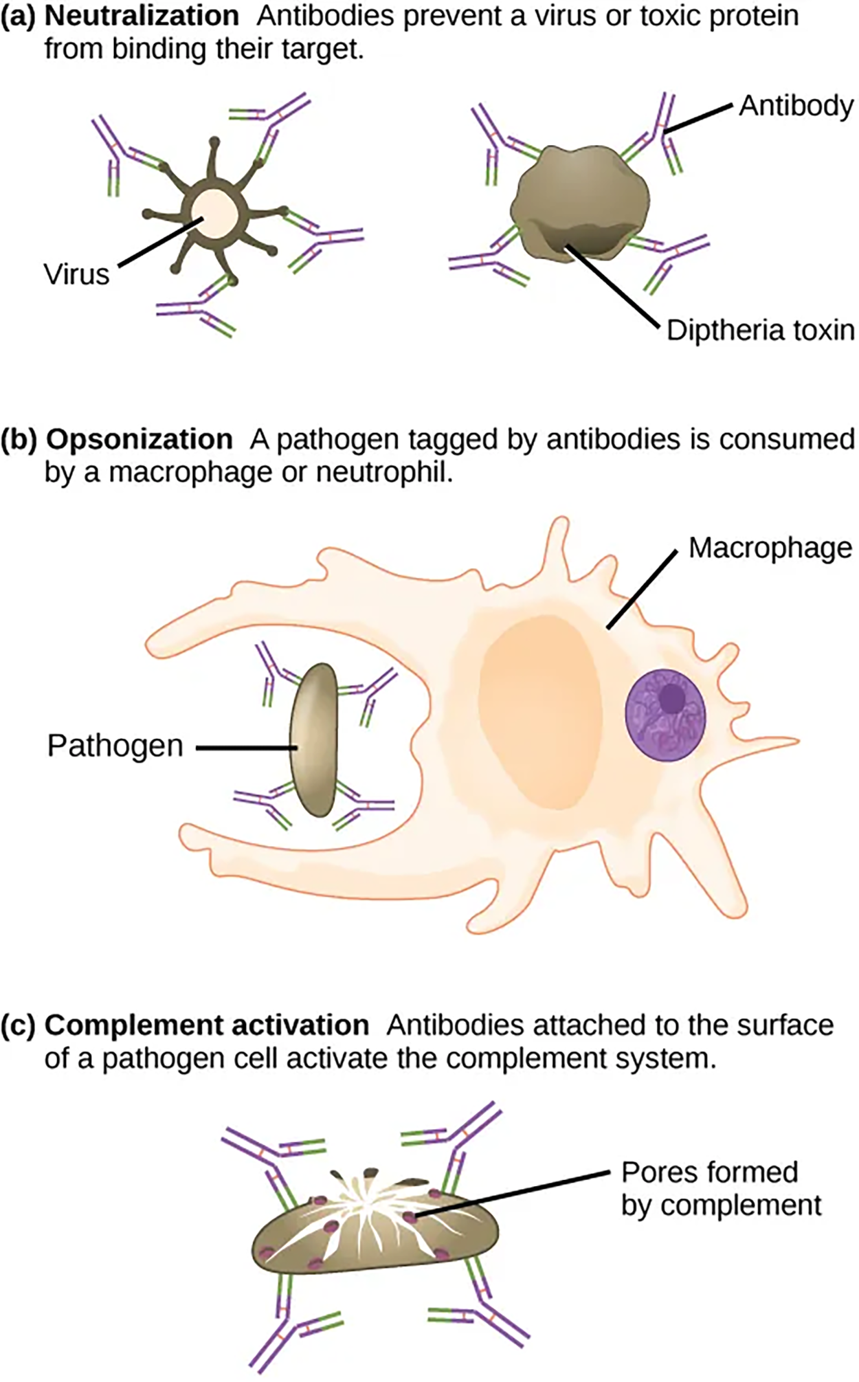 Antibodies may inhibit infection by (a) preventing the antigen from binding its target, (b) tagging a pathogen for destruction by macrophages or neutrophils, or (c) activating the complement cascade.