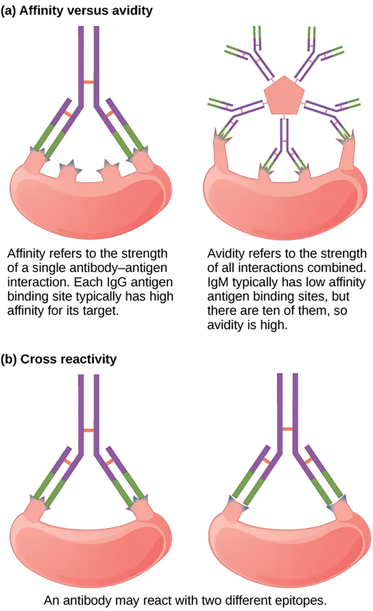 Affinity, Avidity, and Cross-Reactivity—(a) Affinity refers to the strength of a single interaction between antigen and antibody, while avidity refers to the strength of all interactions combined. (b) An antibody may cross-react with different epitopes.