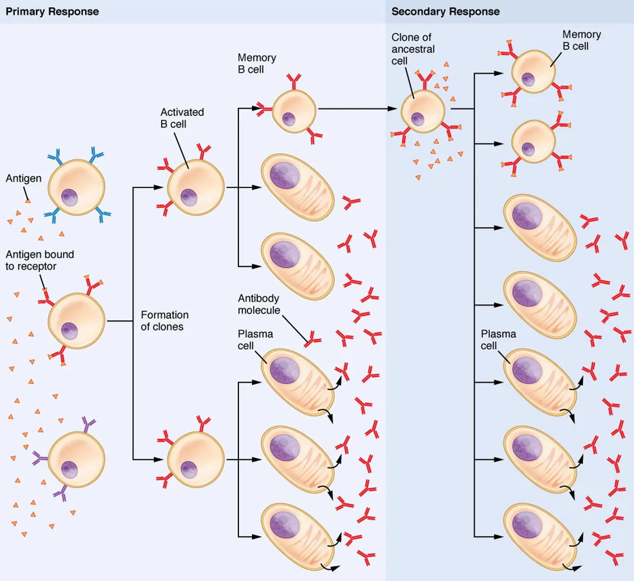 Clonal Selection of B Cells in Primary and Secondary Responses