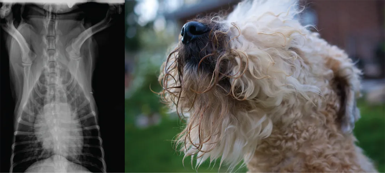 Lungs, which appear as nearly transparent tissue surrounding the heart in this X-ray of a dog (left), are the central organs of the respiratory system. The left lung is smaller than the right lung to accommodate space for the heart. A dog’s nose (right) has a slit on the side of each nostril. When tracking a scent, the slits open, blocking the front of the nostrils. This allows the dog to exhale through the now-open area on the side of the nostrils without losing the scent that is being followed. (credit a: modification of work by Geoff Stearns; credit b: modification of work by Cory Zanker)