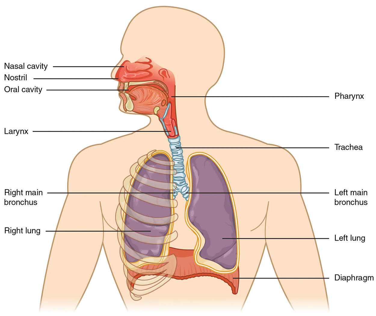 Major Respiratory Structures—The major respiratory structures span the nasal cavity to the diaphragm.