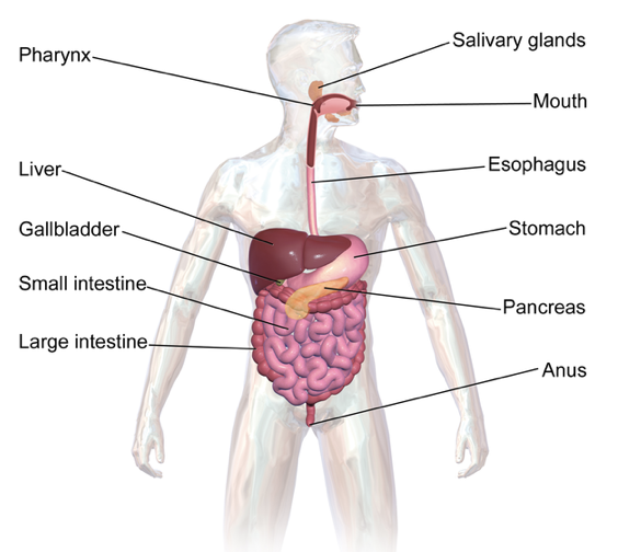 Digestive System Organs