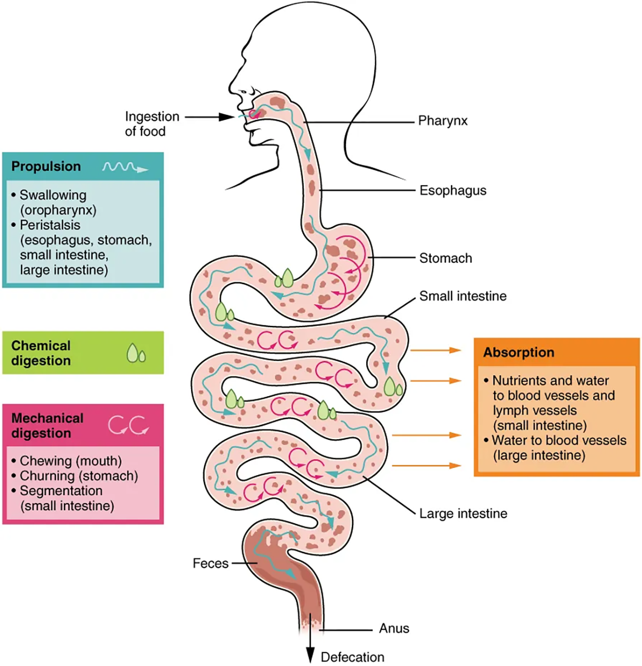 Digestive Processes—The digestive processes are ingestion, propulsion, mechanical digestion, chemical digestion, absorption, and defecation.