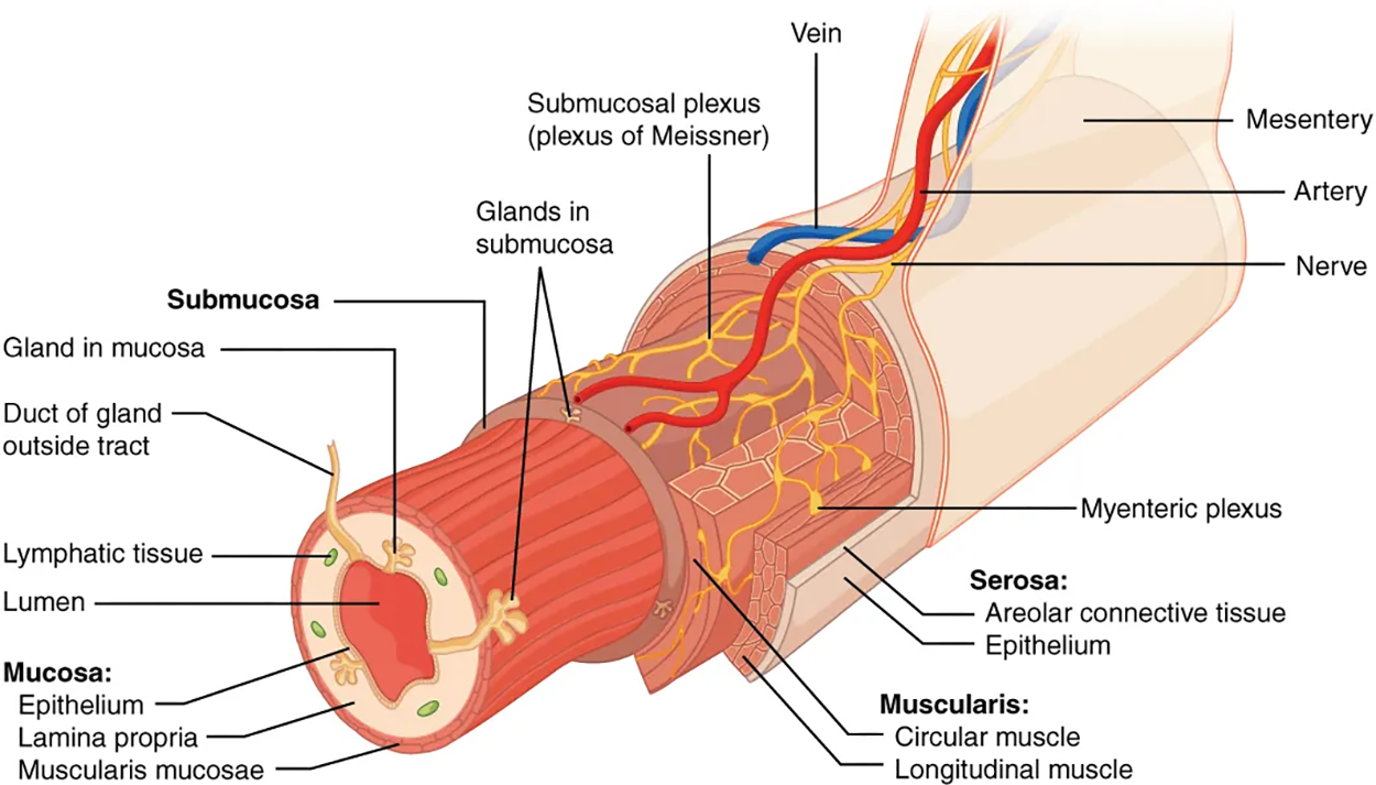 Layers of the Alimentary Canal—The wall of the alimentary canal has four basic tissue layers: the mucosa, submucosa, muscularis, and serosa.