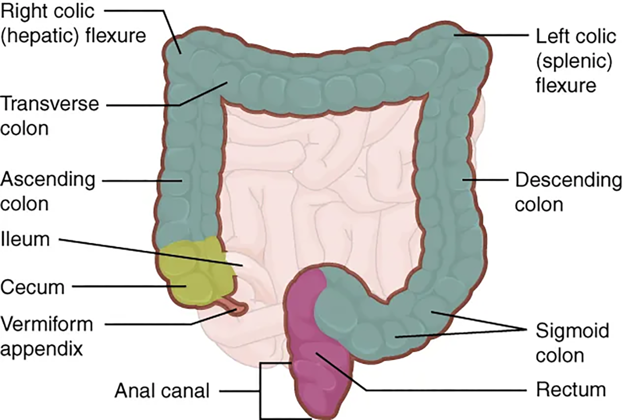 Large Intestine—The large intestine includes the cecum, colon, and rectum.
