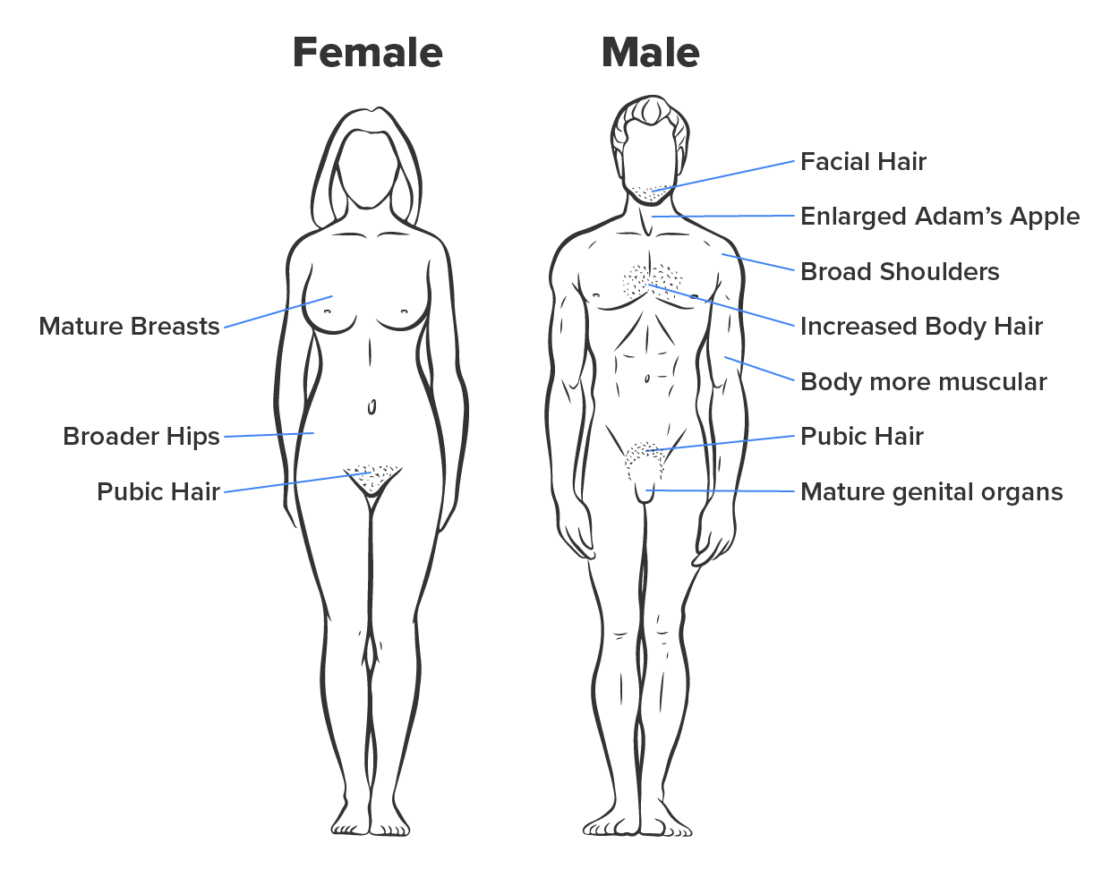 Secondary Sex Characteristics in Females (left) and Males (right)