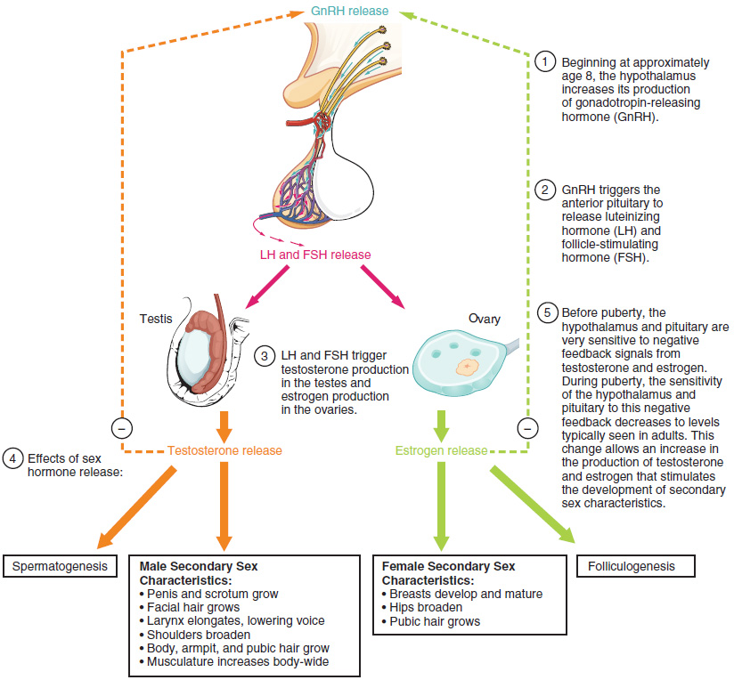 Hormones of Puberty—During puberty, the release of LH and FSH from the anterior pituitary stimulates the gonads to produce sex hormones in both male and female adolescents.
