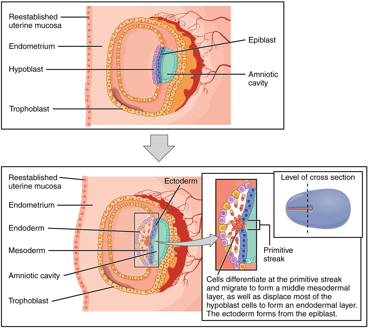 Germ Layers—Formation of the three primary germ layers occurs during the first 2 weeks of development. The embryo at this stage is only a few millimeters in length.