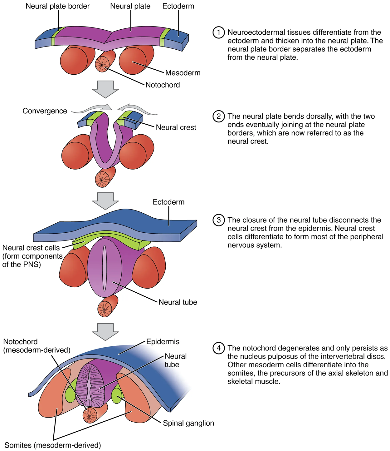 Neurulation—The embryonic process of neurulation establishes the rudiments of the future central nervous system and skeleton.