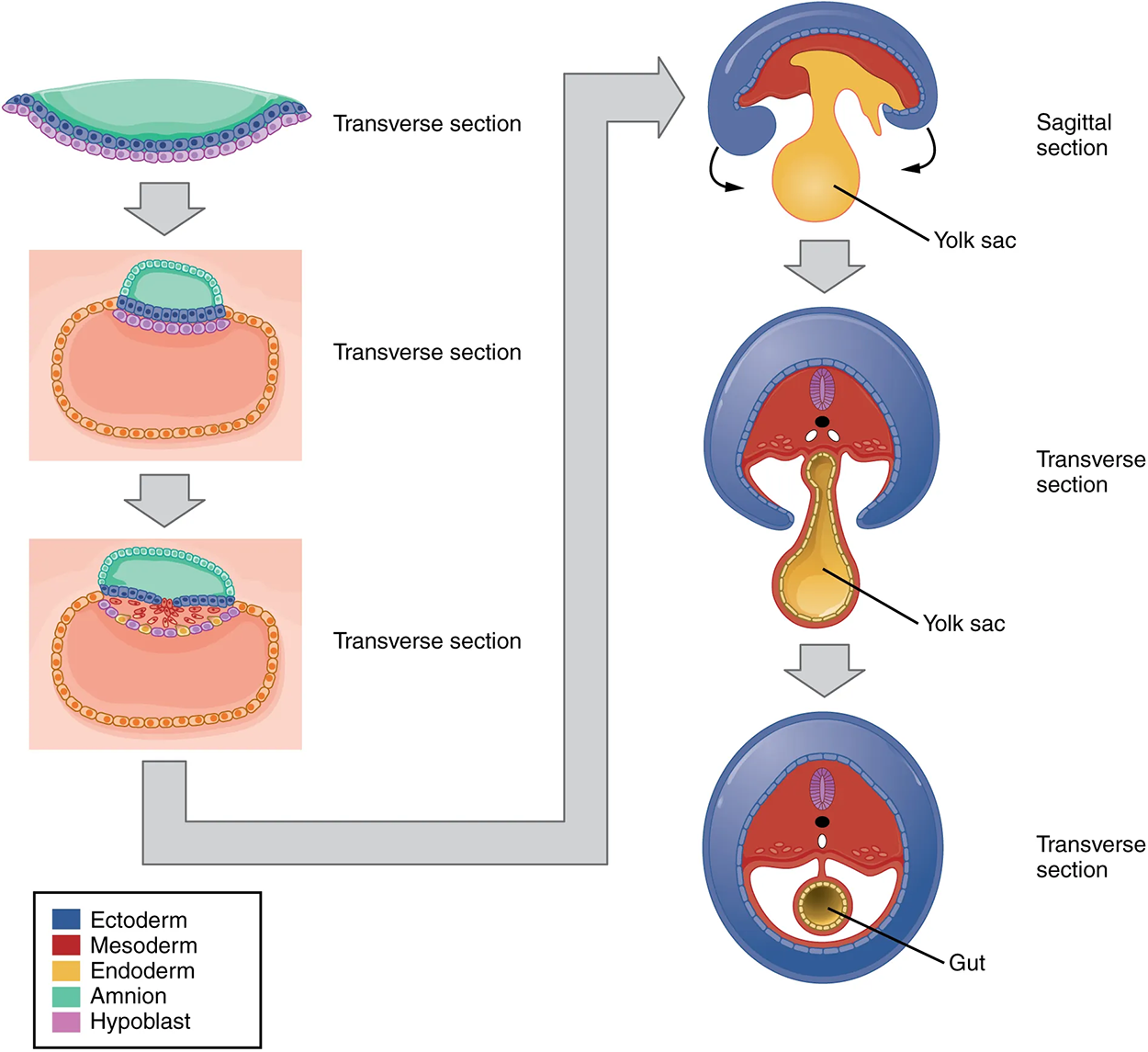 Embryonic Folding—Embryonic folding converts a flat sheet of cells into a hollow, tube-like structure.