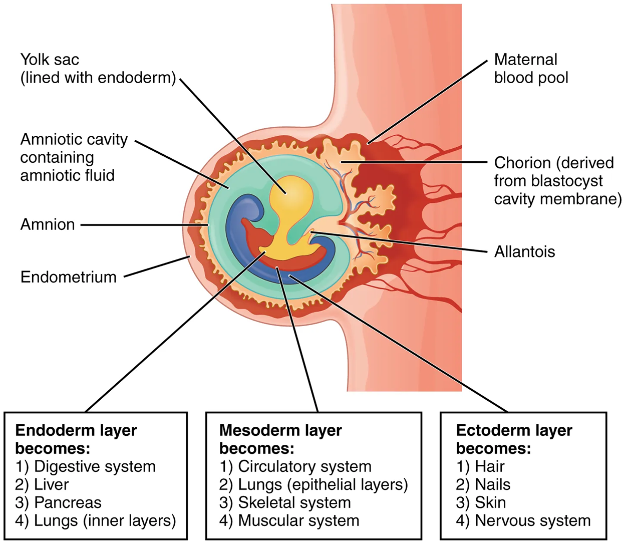 Fates of Germ Layers in Embryos—Following gastrulation of the embryo in the third week, embryonic cells of the ectoderm, mesoderm, and endoderm begin to migrate and differentiate into the cell lineages that will give rise to mature organs and organ systems in the infant.