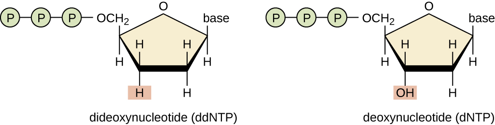 A dideoxynucleotide is similar in structure to a deoxynucleotide but is missing the 3′ hydroxyl group (indicated by the shaded box). When a dideoxynucleotide is incorporated into a DNA strand, DNA synthesis stops.