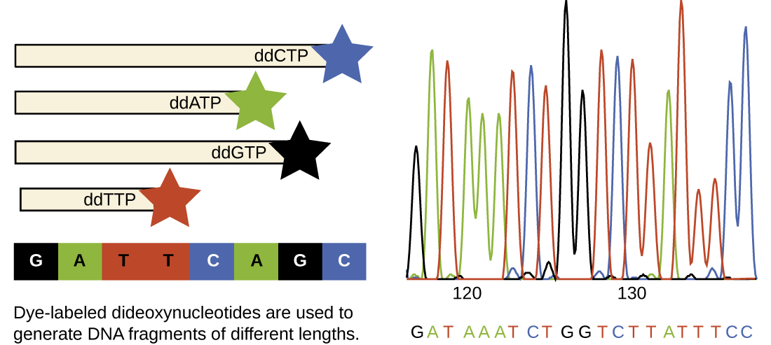 Frederick Sanger’s dideoxy chain termination method is illustrated, using ddNTPs tagged with fluorochromes. Using ddNTPs, a mixture of DNA fragments of every possible size, varying in length by only one nucleotide, can be generated. The DNA is separated on the basis of size, and each band can be detected with a fluorescence detector.