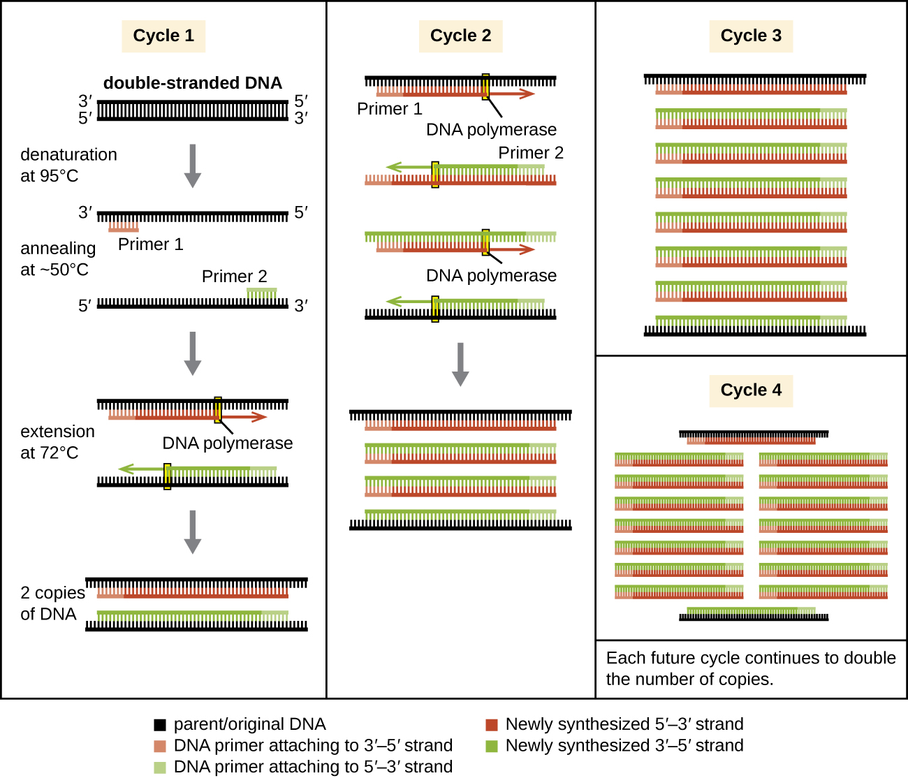The polymerase chain reaction (PCR) is used to produce many copies of a specific sequence of DNA.