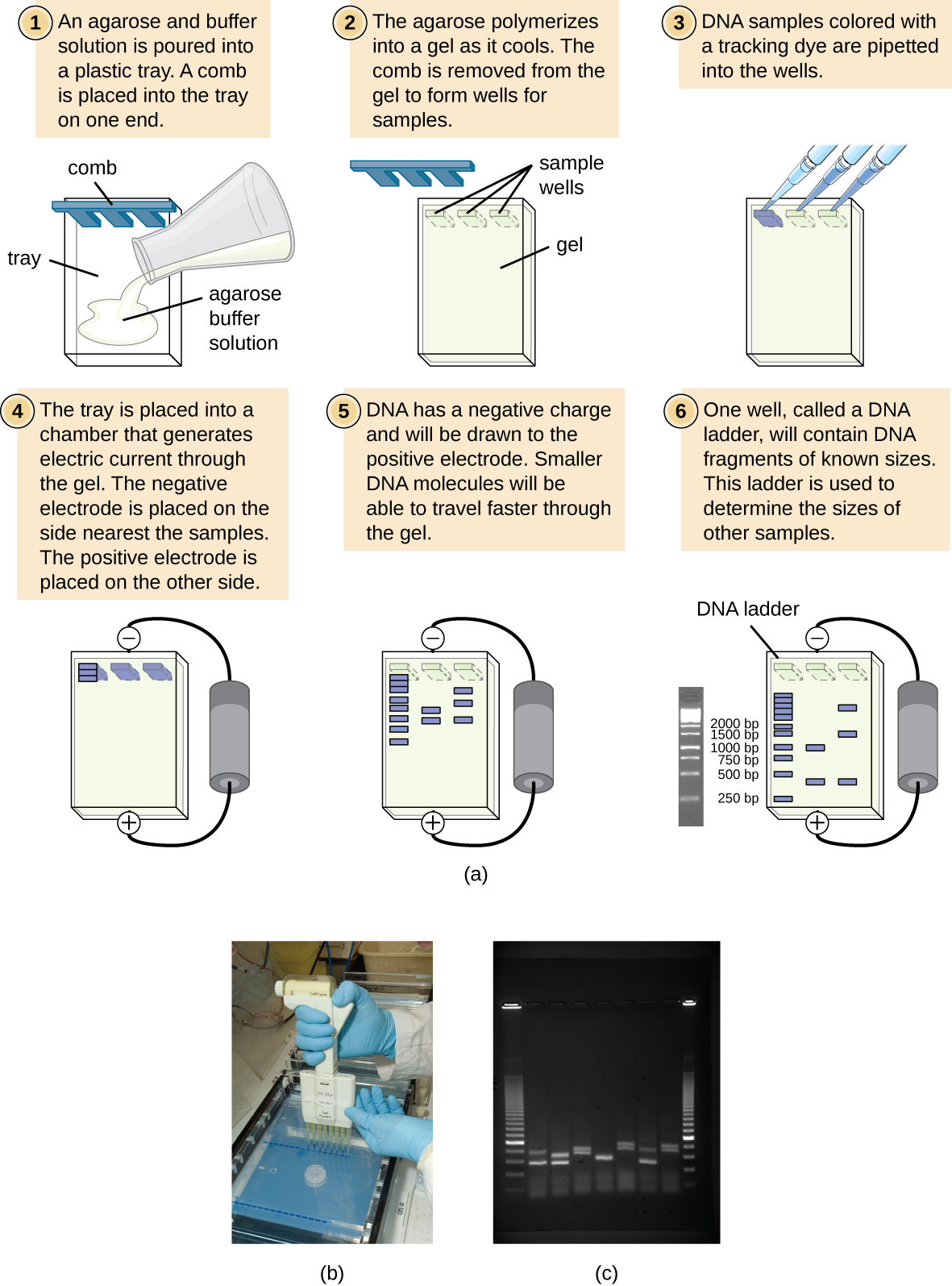 Gel Electrophoresis—(a) The process of agarose gel electrophoresis. (b) A researcher loading samples into a gel. (c) This photograph shows a completed electrophoresis run on an agarose gel. The DNA ladder is located in lanes 1 and 9. Seven samples are located in lanes 2 through 8. The gel was stained with ethidium bromide and photographed under ultraviolet light. (credit a: modification of work by Magnus Manske; credit b: modification of work by U.S. Department of Agriculture; credit c: modification of work by James Jacob)