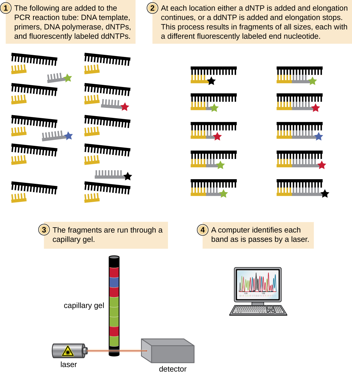 This diagram summarizes the Sanger sequencing method using fluorochrome-labeled ddNTPs and capillary gel electrophoresis.