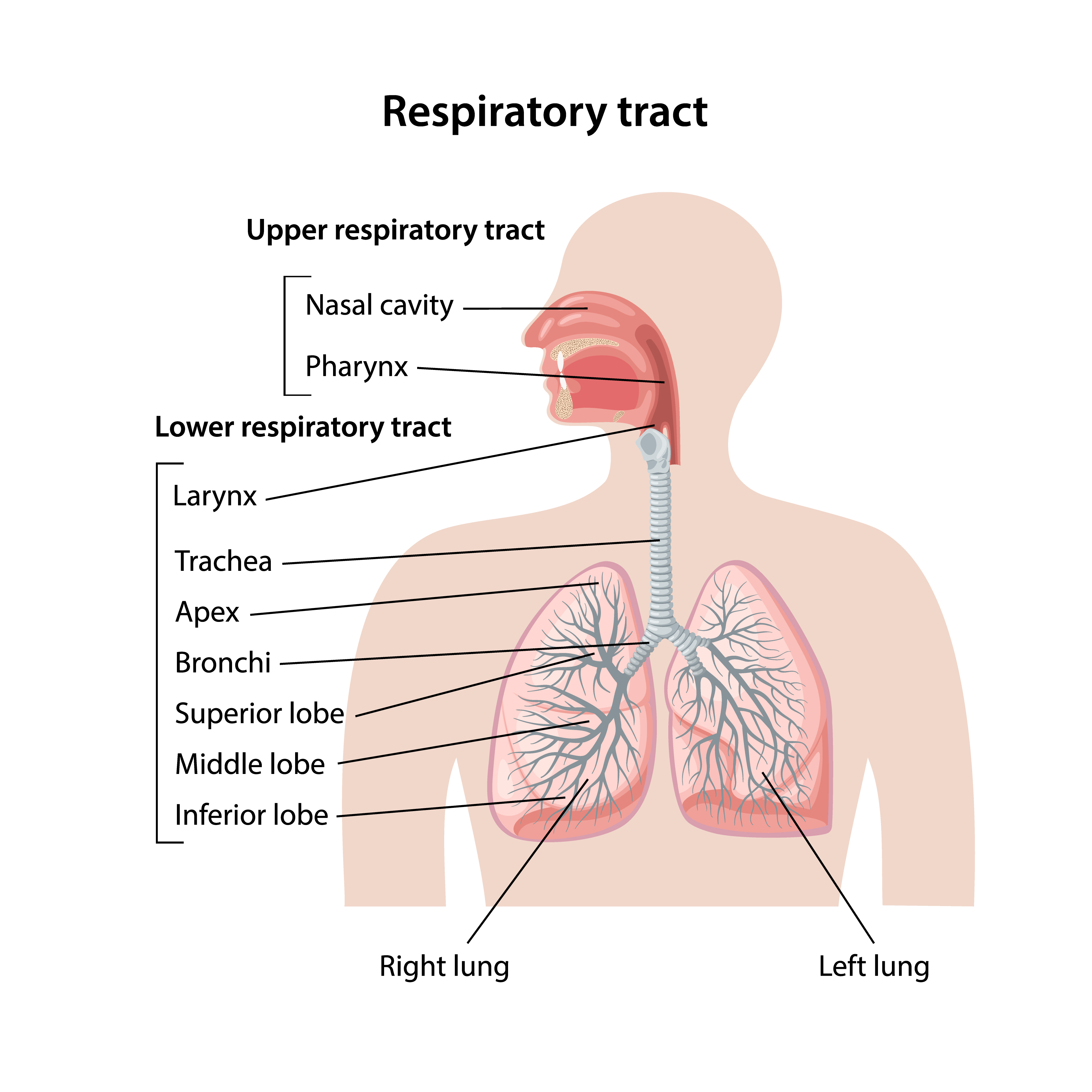 Upper and Lower Respiratory Tract Structures