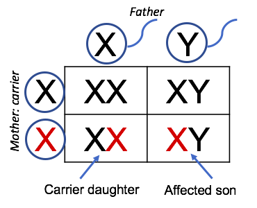 A Punnett square showing a genetic cross between a carrier mother (X and X with a mutation) and a father (X and Y). The grid shows outcomes: one normal daughter (XX), one carrier daughter (XX with one mutated X in red), one normal son (XY), and one affected son (XY with the mutated X in red). The carrier daughter and affected son are labeled.