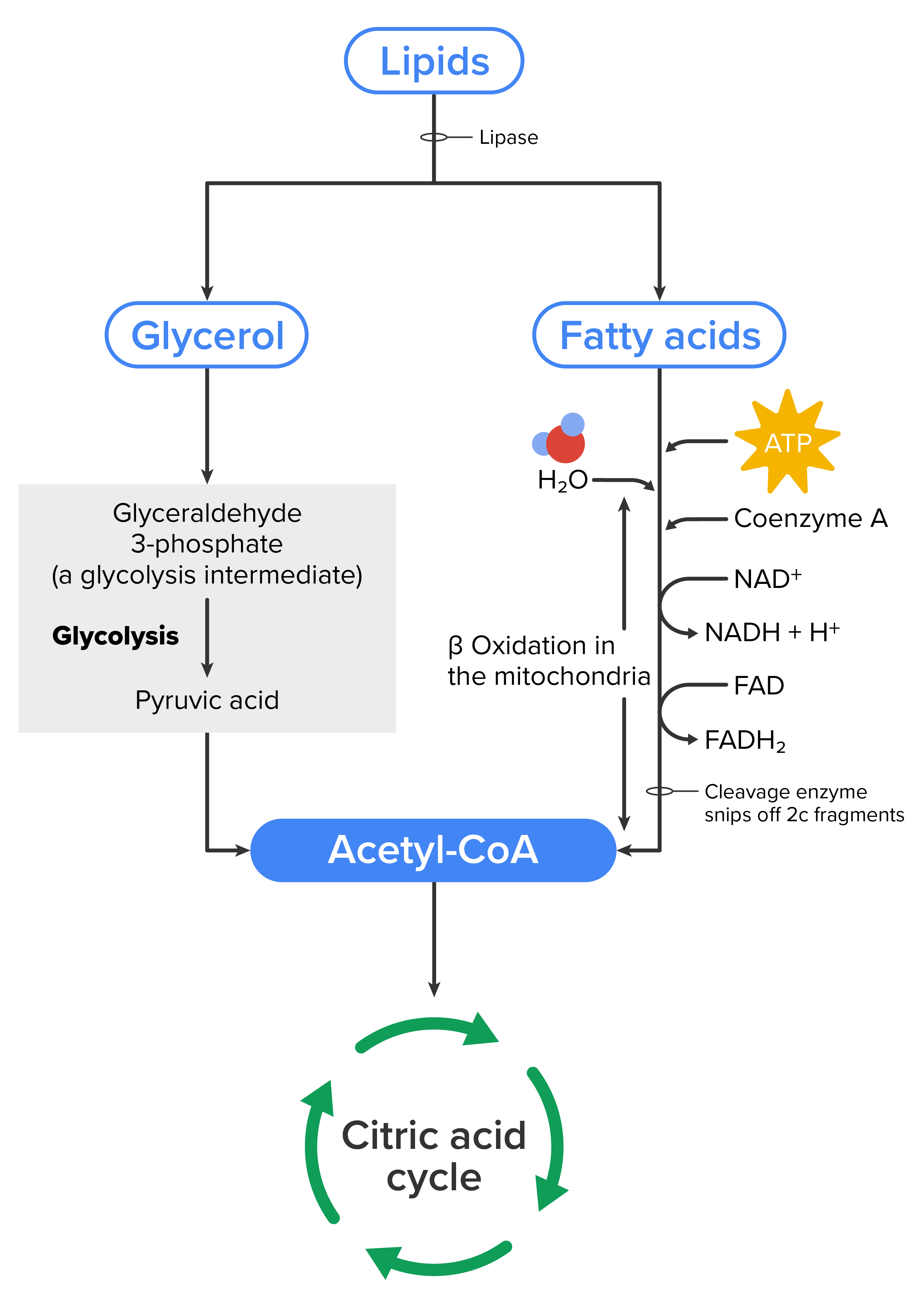 Breakdown of Fatty Acids—During fatty acid oxidation, triglycerides can be broken down into acetyl-CoA molecules and used for energy when glucose levels are low.