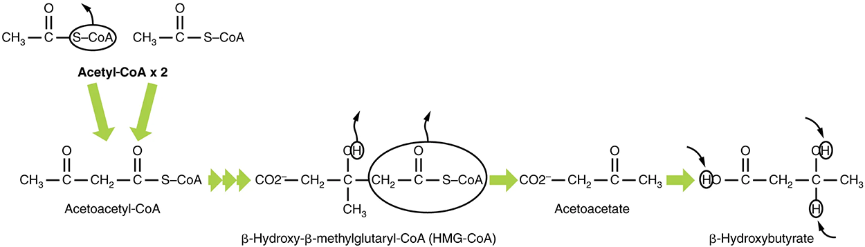 Ketogenesis—Excess acetyl-CoA is diverted from the citric acid cycle to the ketogenesis pathway. This reaction occurs in the mitochondria of liver cells. The result is the production of β-hydroxybutyrate, the primary ketone body found in the blood.