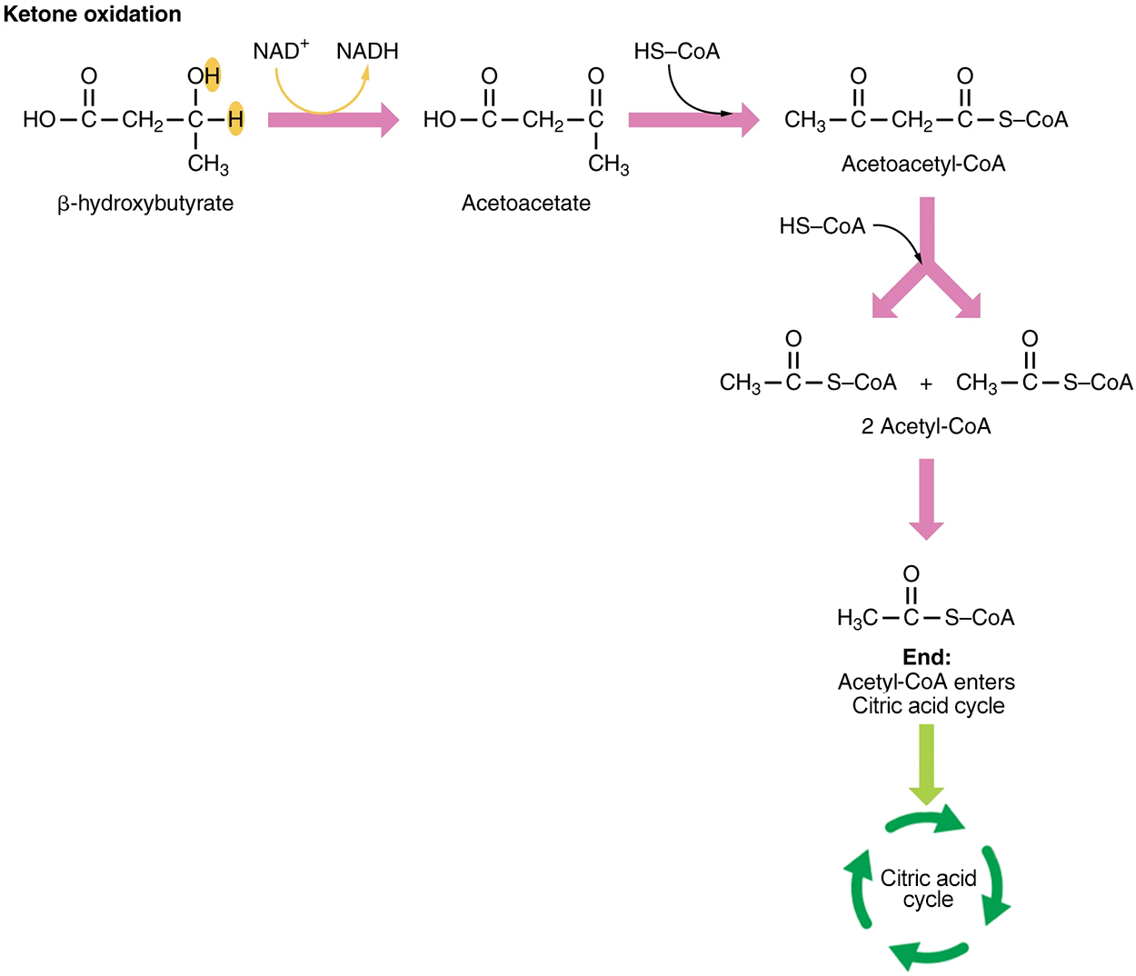 Ketone Oxidation—When glucose is limited, ketone bodies can be oxidized to produce acetyl-CoA to be used in the citric acid cycle to generate energy.