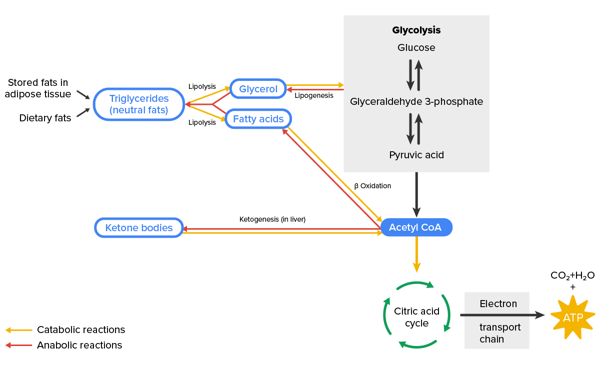 Lipid Metabolism—Lipids may follow one of several pathways during metabolism. Glycerol and fatty acids follow different pathways.