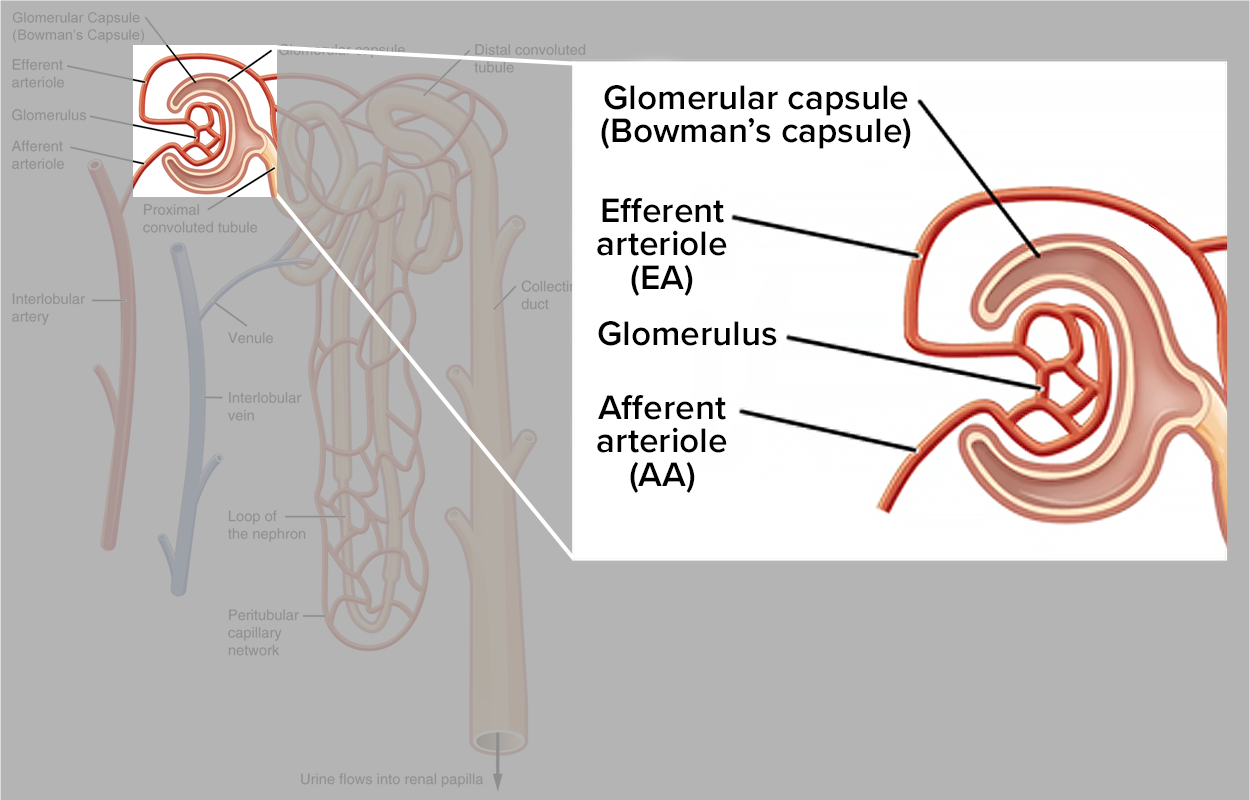 The Anatomy of the Glomerulus and Bowman’s Capsule