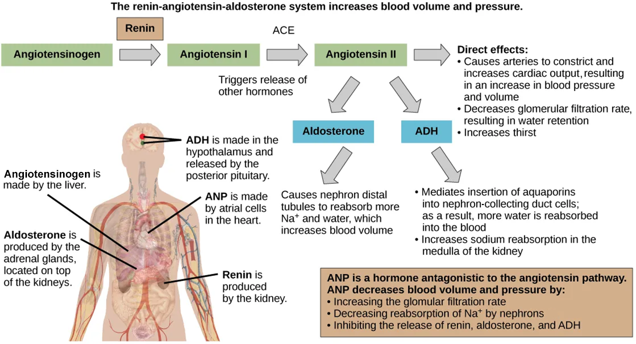 The renin–angiotensin–aldosterone system increases blood pressure and volume. The hormone atrial natriuretic peptide (ANP) has antagonistic effects. (credit: modification of work by Mikael Häggström)