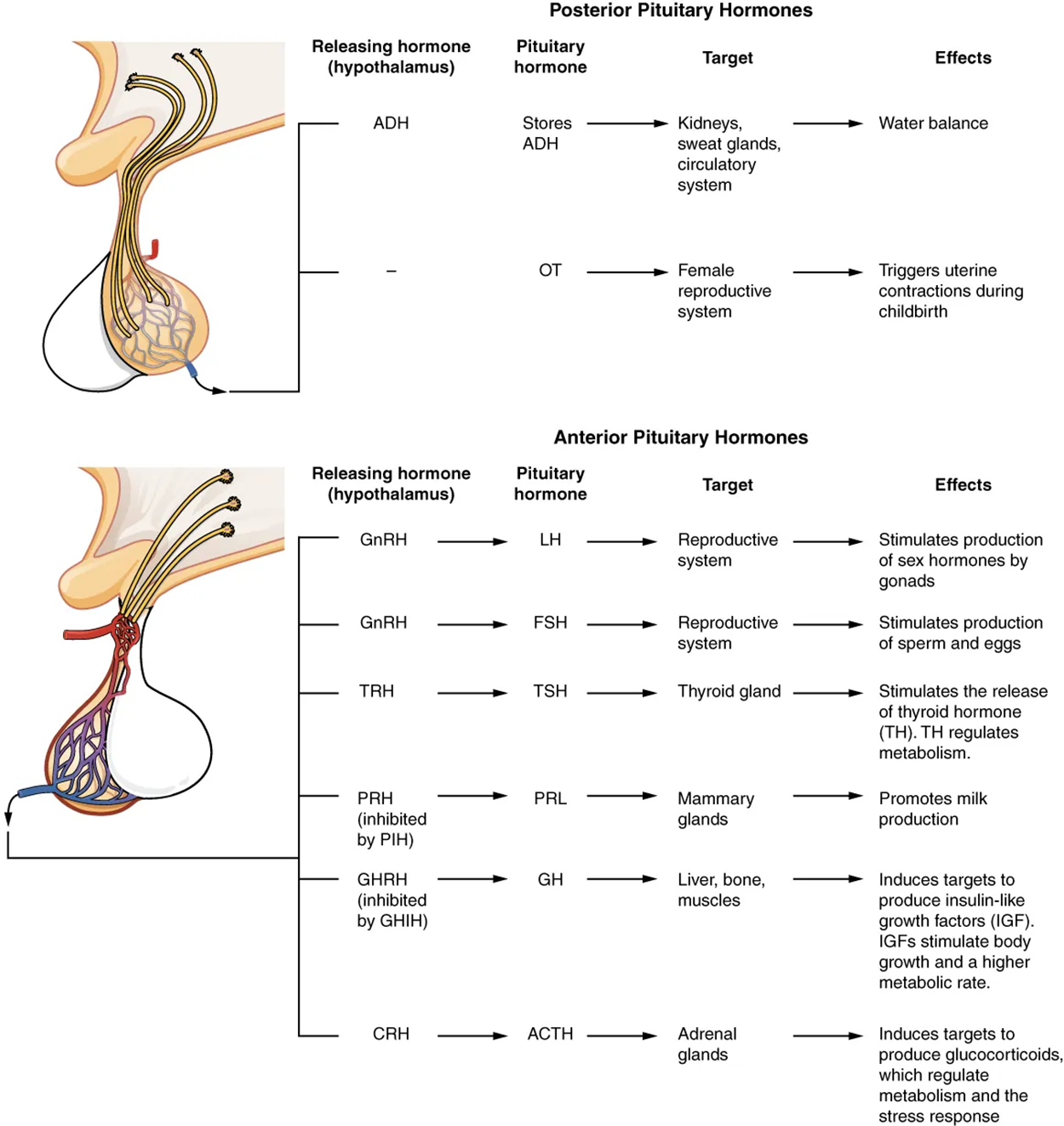 Major Pituitary Hormones—Major pituitary hormones and their target organs.