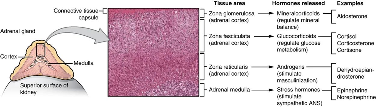 Adrenal Glands—Both adrenal glands sit atop the kidneys and are composed of an outer cortex and an inner medulla, all surrounded by a connective tissue capsule. The cortex can be subdivided into additional zones, all of which produce different types of hormones. LM × 204 (Micrograph provided by the Regents of University of Michigan Medical School © 2012)