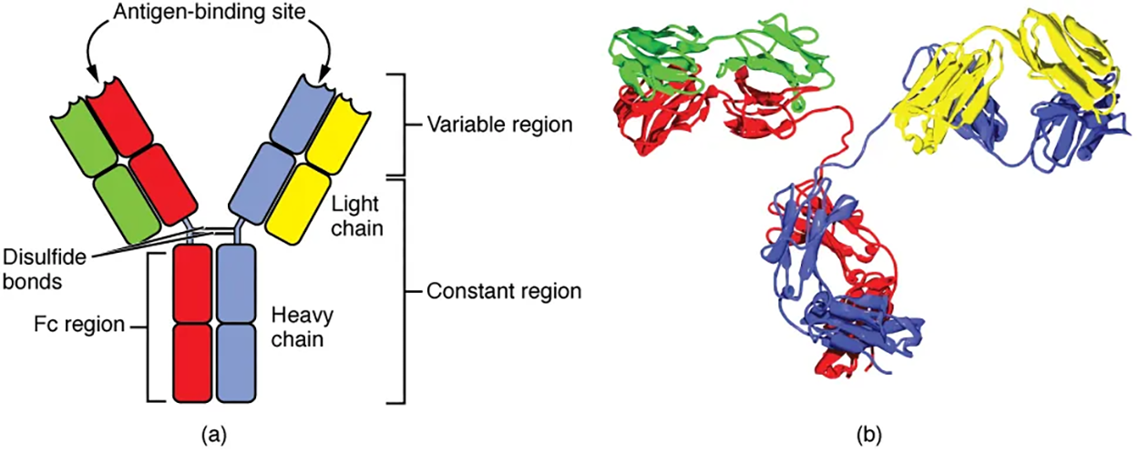 Antibody and IgG2 Structures—The typical four-chain structure of a generic antibody (a) and the corresponding three-dimensional structure of the antibody IgG2 (b). (credit b: modification of work by Tim Vickers)