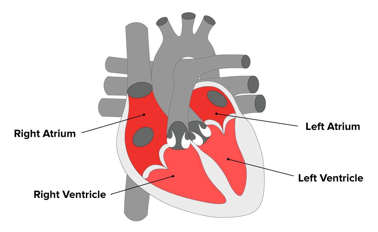 Illustration of a heart with labels pointing to the right atrium, the left atrium, the right ventricle, and the left ventricle.