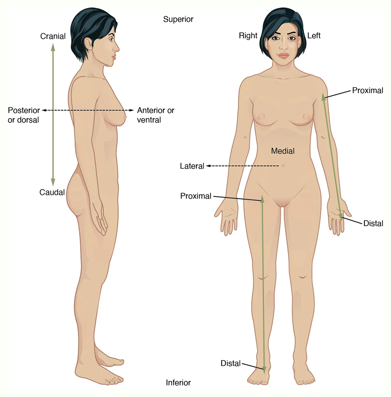 Illustration of a female body from side and front views showing anatomical directional terms: cranial, caudal, anterior (ventral), posterior (dorsal), superior, inferior, medial, lateral, proximal, and distal. Arrows indicate each direction relative to the body.