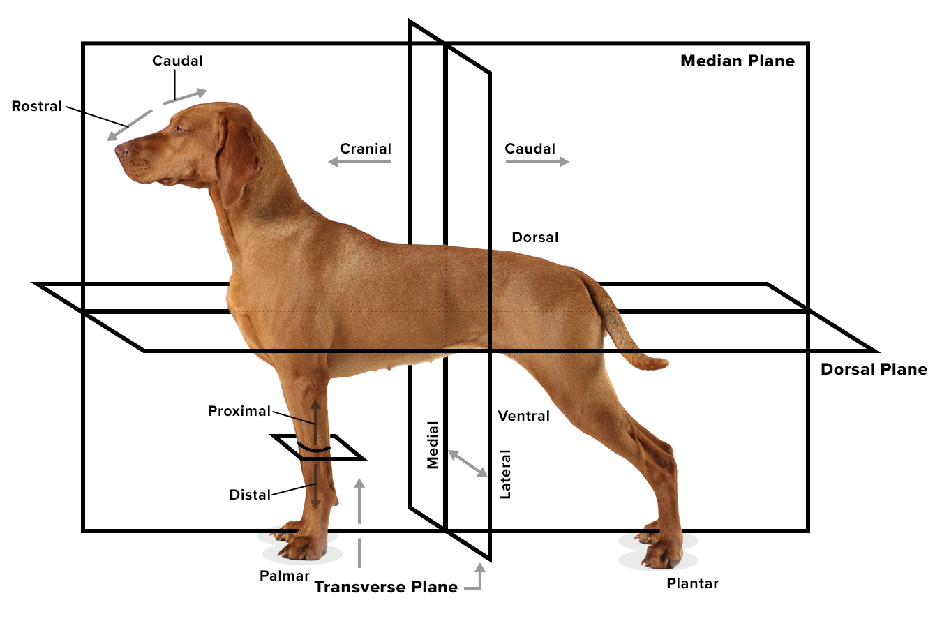 Diagram of a dog showing anatomical directional terms and planes. Rostral indicates toward the nose, caudal toward the tail, and cranial toward the head. Dorsal refers to the back or spine side, while ventral indicates the belly side. Medial means toward the midline of the body, and lateral means away from the midline. Proximal is used for parts closer to where a limb attaches to the body, and distal for parts farther from the attachment point. Palmar refers to the underside of the front paw, and plantar to the underside of the hind paw. The median plane divides the body into left and right halves, the dorsal plane divides it into back and belly portions, and the transverse plane divides it into front and rear sections.
