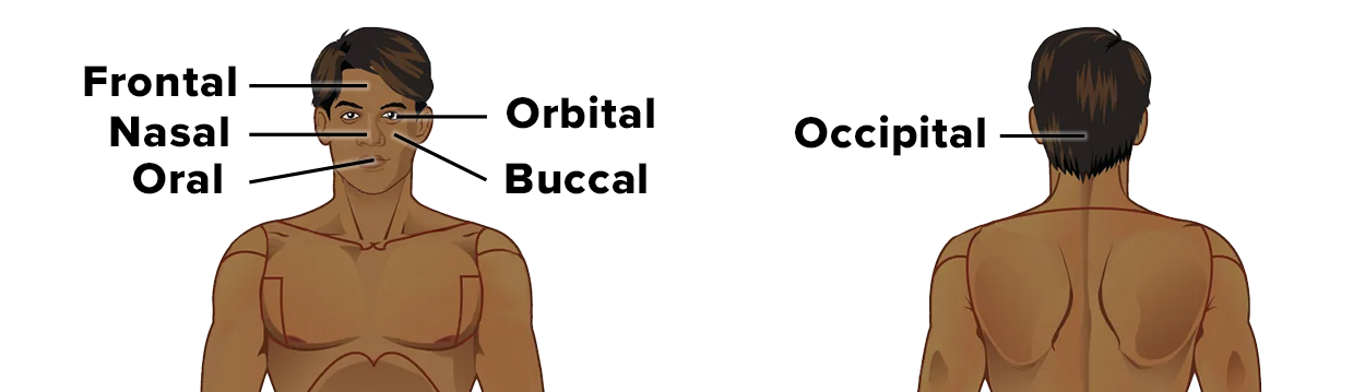 Diagram of the human head and upper torso from front and back views, with labeled anatomical regions. The front view includes labels for Frontal (forehead), Nasal (nose), Oral (mouth), Orbital (eye area), and Buccal (cheek). The back view includes a label for Occipital (back of the head).