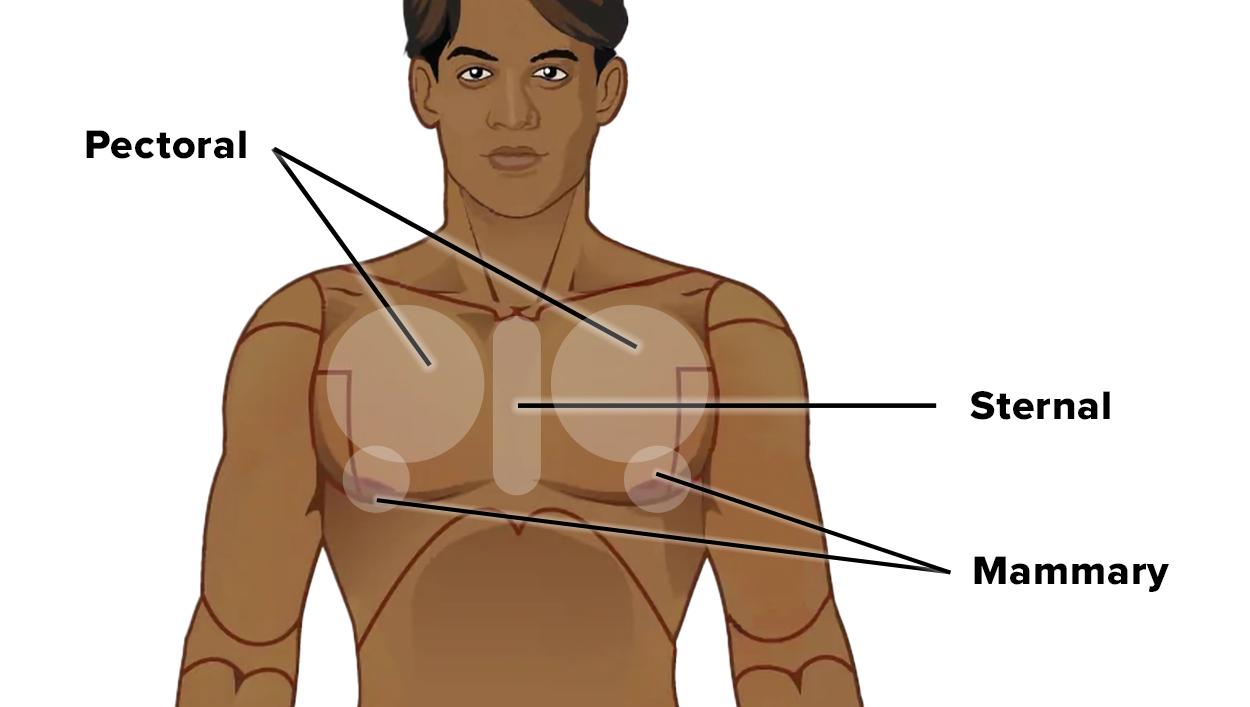 Diagram of the upper torso of a human body with labels pointing to different regions: 'Pectoral' pointing to the chest muscles, 'Sternal' pointing to the central part of the chest along the breastbone, and 'Mammary' pointing to the breast area.