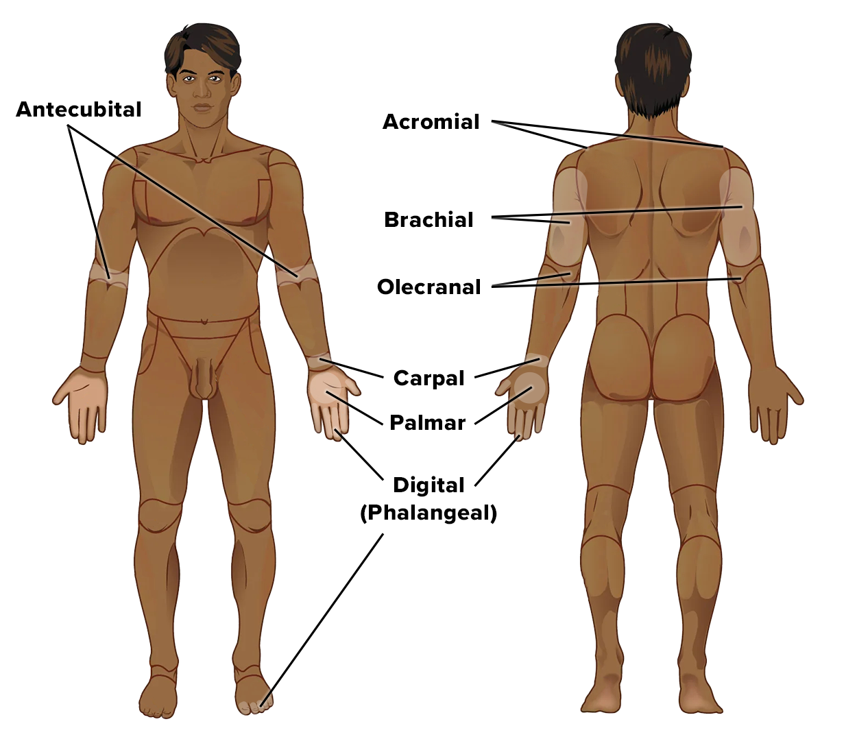 Diagram of the human body from front and back views with labeled anatomical regions. The front view highlights the Antecubital region (inner elbow). The back view includes Acromial (shoulder), Brachial (upper arm), Olecranal (back of the elbow), Carpal (wrist), Palmar (palm), and Digital or Phalangeal (fingers).