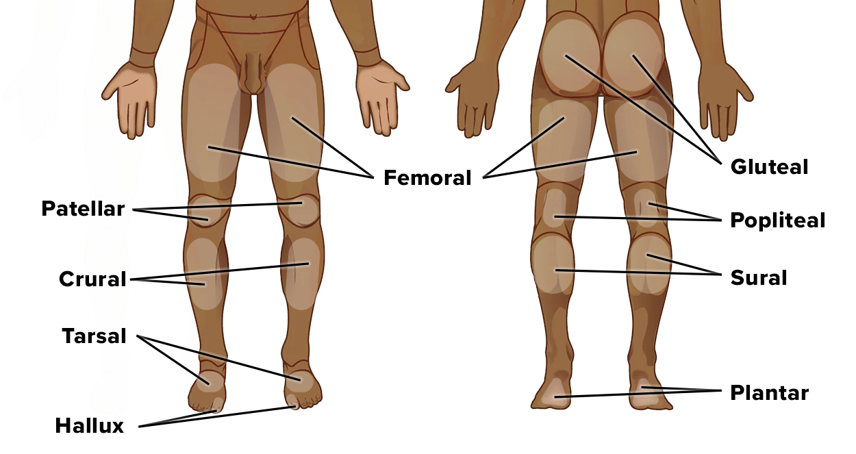 Anatomical diagram of the human lower extremities from front and back views, with labeled regions: Patellar (kneecap), Crural (lower leg), Tarsal (ankle), Hallux (big toe), Femoral (thigh), Gluteal (buttocks), Popliteal (back of the knee), Sural (calf), and Plantar (sole of the foot).