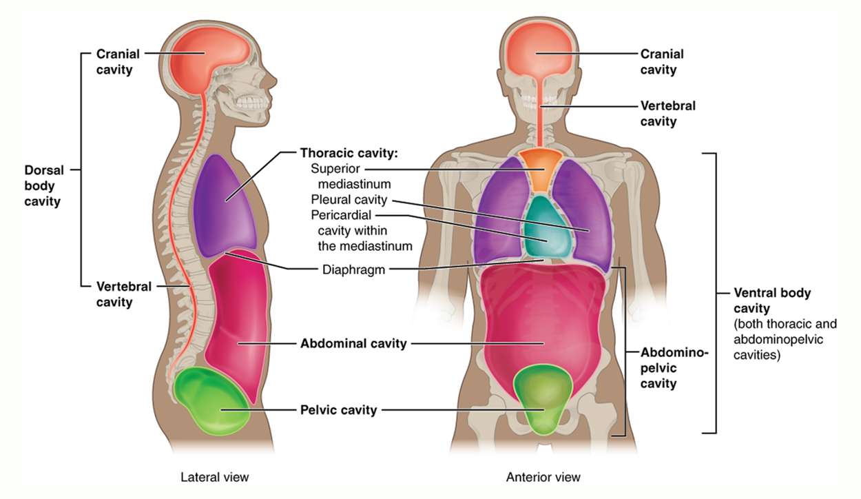  Two semi-transparent human figures—one viewed from the side and one from the front—to illustrate the body’s major cavities for medical terminology. In the side (lateral) view, a vertical bracket marks the dorsal body cavity, which consists of the cranial cavity inside the skull and the vertebral cavity that follows the spine. In front of the spine lies the thoracic cavity, filling the chest above a thin diaphragm line; below the diaphragm are the abdominal cavity occupying most of the torso and, farther down, the pelvic cavity. The front (anterior) view repeats these regions while showing that the ventral body cavity is formed by the thoracic cavity together with the abdominopelvic cavity. Within the thoracic cavity, labels identify the superior, located centrally at the upper chest, the paired pleural cavities that surround the lungs, and the pericardial cavity enclosing the heart within the mediastinum. The abdominopelvic cavity spans the abdomen, and its lower portion becomes the pelvic cavity.