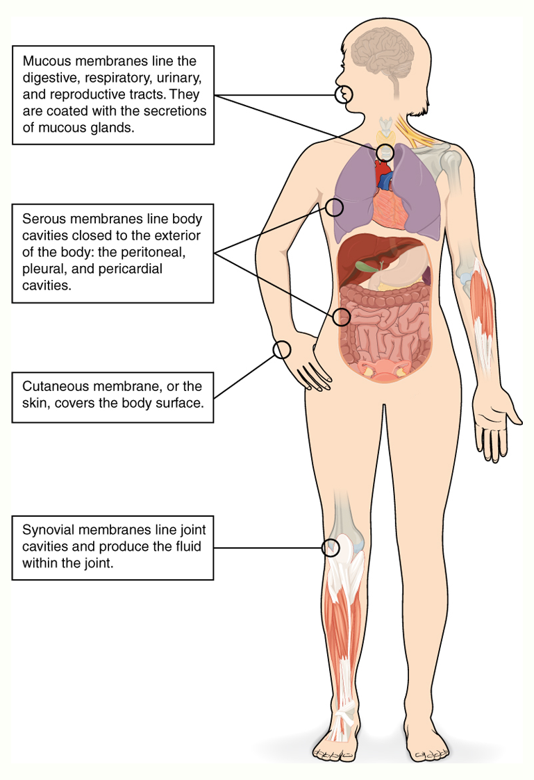 The diagram presents an anterior view of a semi-transparent human figure to illustrate where the four principal body membranes are found. A callout from the head and throat region explains that mucous membranes line the digestive, respiratory, urinary, and reproductive tracts and are coated by secretions from mucous glands. Two callouts emerging from the chest and abdominal areas indicate that serous membranes line internal cavities that do not open to the exterior—the peritoneal, pleural, and pericardial cavities. A separate callout from the skin of the arm notes that the cutaneous membrane, commonly called skin, forms the body’s outer surface. Finally, a callout from the knee joint shows that synovial membranes line joint cavities and produce the lubricating fluid found within those joints.