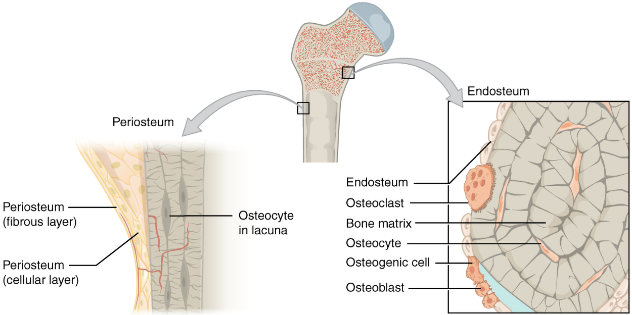  long bone with two magnified call-outs that identify specific structures. A left-side arrow highlights the outer layer as the periosteum on the outer surface; the close-up shows that the periosteum has an outer fibrous layer and inner cellular layer. Inside the periosteum, there is a region of bone with a cell inside a fusiform opening. The cell is labeled as osteocyte in lacuna. A right-side arrow highlights a region of endosteum lining the medullary cavity near the top of the bone. The enlargement labels the endosteum itself with the medullary opening to the left and concentric rings of bone matrix to the right. There is a large, oval osteocyte along the surface of the endosteum. Lower along the endosteum, there is a specialized osteogenic cell adjacent to three osteoblasts. There is an osteocyte visible in a flattened opening between concentric layers of bone matrix with similar osteocytes visible elsewhere.