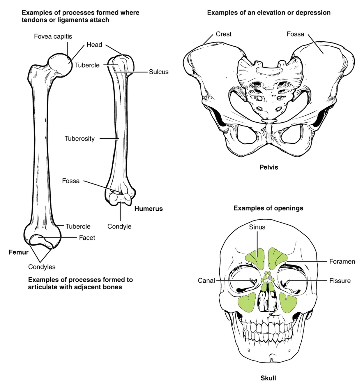 Four images show bone-surface terminology with four labeled examples. Examples are shown on a femur, humerus, and skull. The sinuses are two roughly triangular regions in the skull, one above each eye, with a side of each triangle running along the top of an eye. A canal is a small opening on the lower medial side of each eye. A small groove above each eye is labeled as foramen. A small opening on the medial side of each eye where the eyelids meet is labeled as fissure.