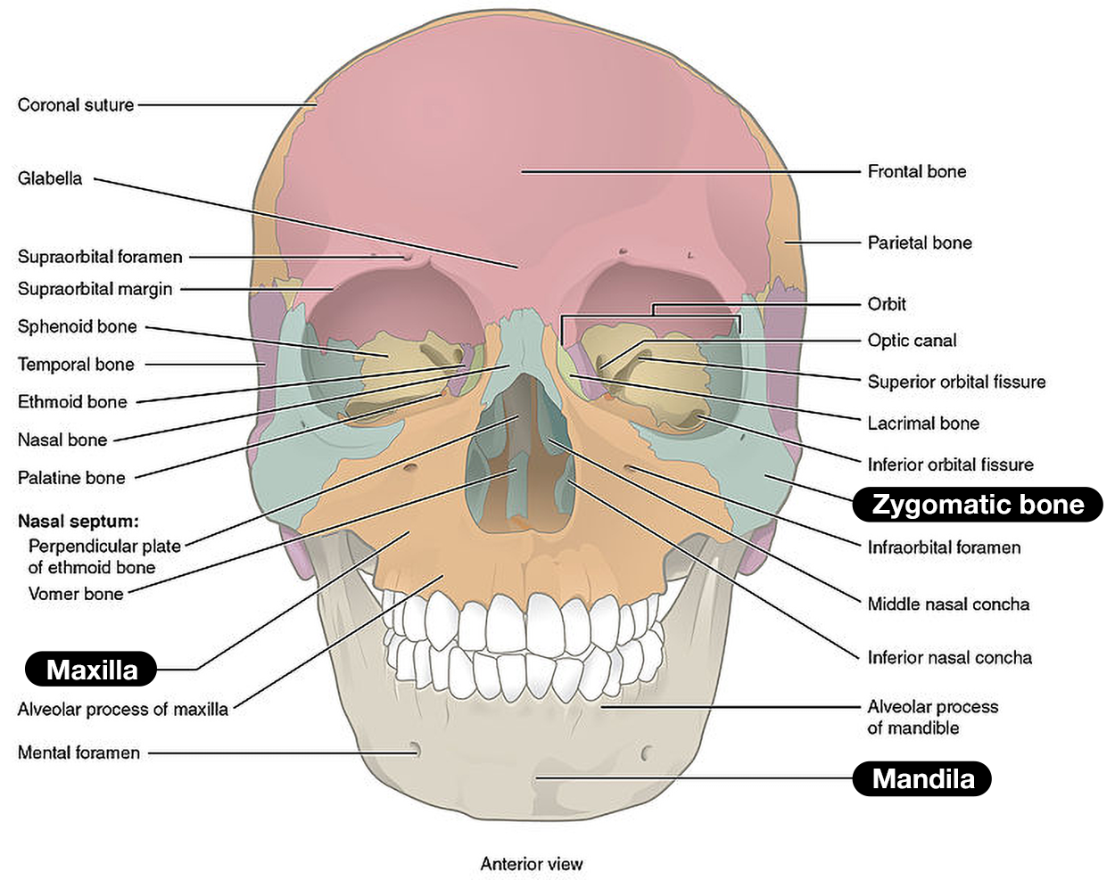 iagram showing an anterior view of skull with the coronal suture across the top. Below is the glabella, followed by the supraorbital margin, which contains the supraorbital foramen. The frontal bone forms the forehead; the parietal bone lies farther back. Each eye socket (orbit) contains the optic canal near its rear, the superior orbital fissure above, and the inferior orbital fissure below; the lacrimal bone occupies part of the inner wall. Lateral to the orbit are the temporal bone, sphenoid bone, and zygomatic bone. Immediately beneath the orbit is the infraorbital foramen. The ethmoid bone, nasal bone, and palatine bone frame the nasal region. Inside the nasal cavity are the middle and inferior nasal conchae. The nasal septum is divided into the perpendicular plate of the ethmoid bone above and the vomer bone below.