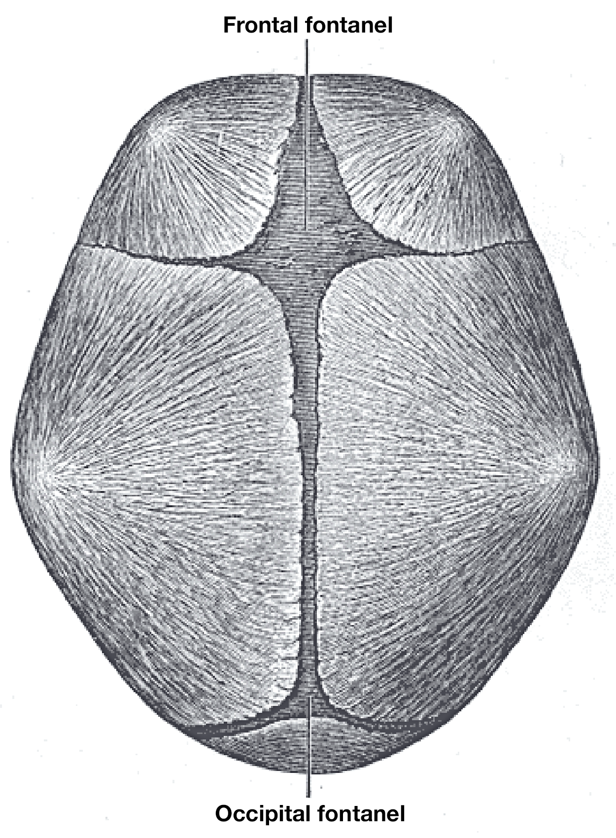 superior (top-down) view of a newborn skull, showing a diamond-shaped space at the front labeled “Frontal fontanel” and a smaller space at the rear labeled “Occipital fontanel.” A narrow midline suture runs between these two fontanels, separating the left and right halves of the developing cranial bones.
