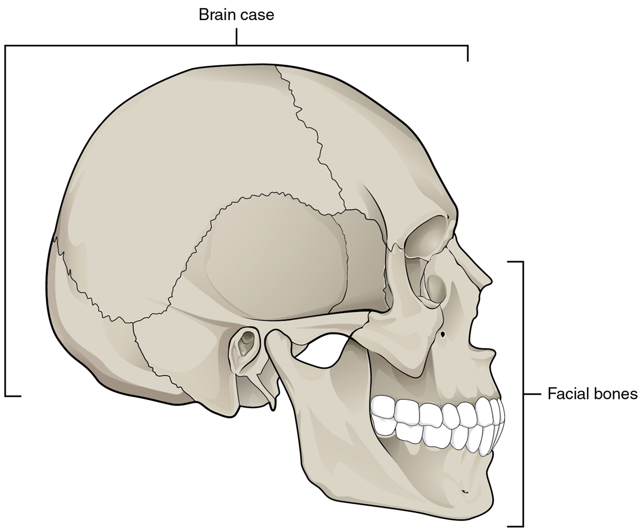 Lateral (side) view of an adult skull. A large bracket spanning the rounded upper and back portions of the skull is labeled “Brain case,” indicating the cranium that encloses the brain. A second bracket outlines the front, lower portion of the skull—from the nasal region through the jaw—and is labeled “Facial bones”.